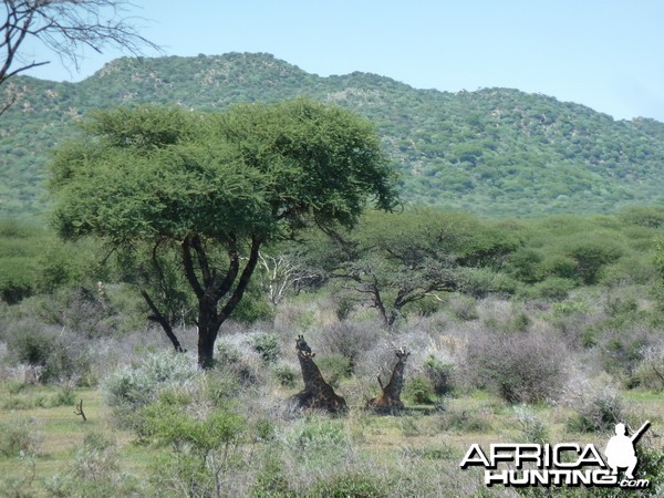 Giraffe Namibia