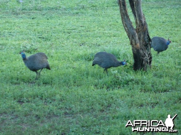 Guineafowls Namibia