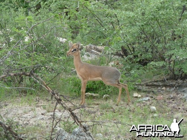 Damara Dik-Dik in Namibia