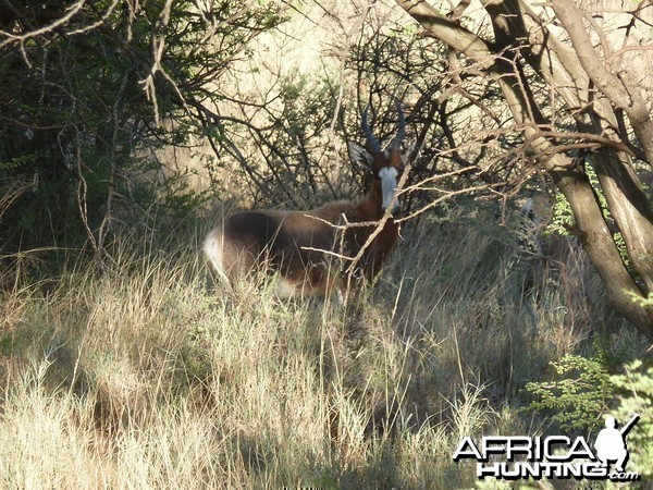 Blesbok Namibia