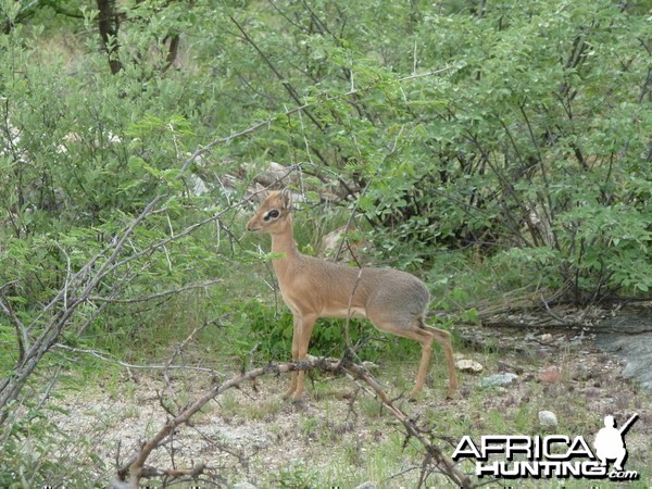 Damara Dik-Dik in Namibia