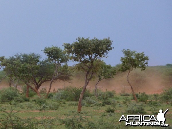 Cape Eland Namibia