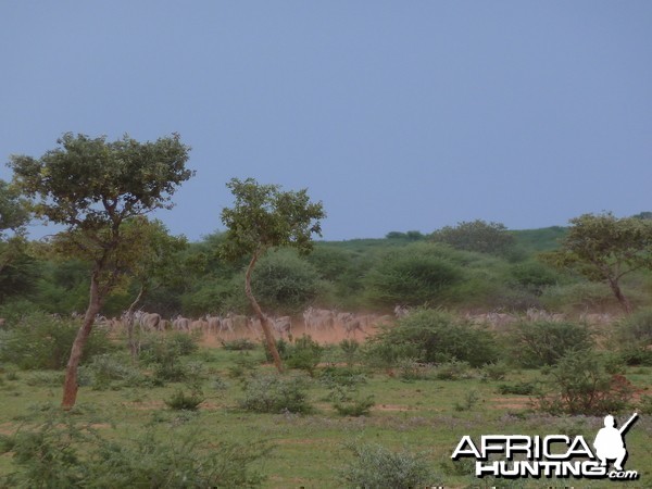 Cape Eland Namibia