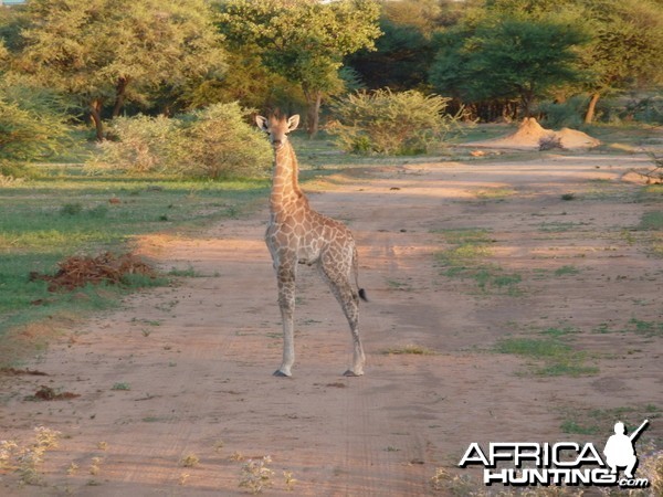 Giraffe Namibia