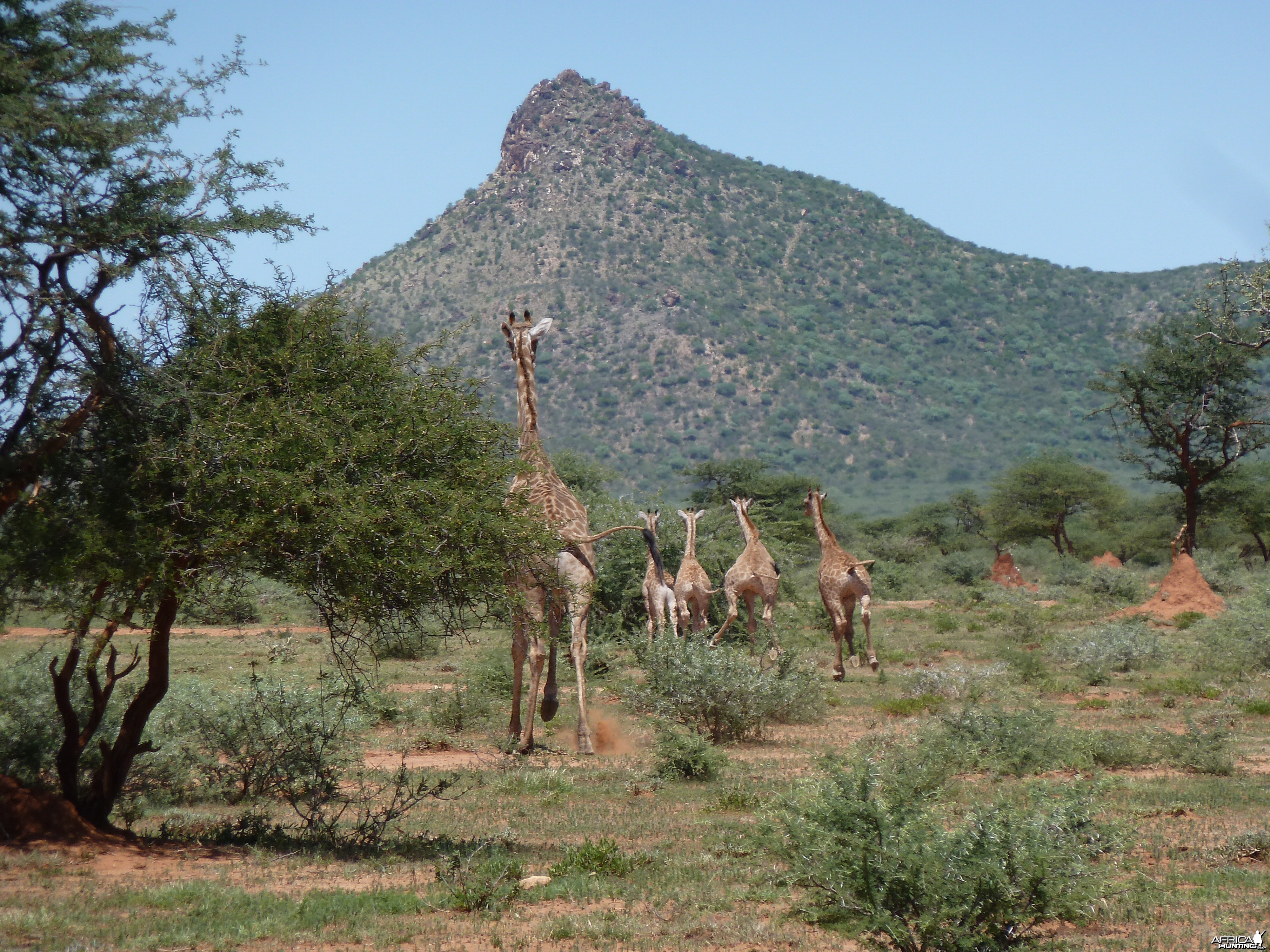 Giraffe Namibia