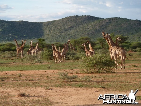 Giraffe Namibia