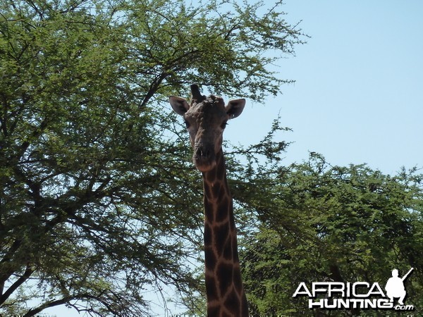 30 Year Old Giraffe Bull Namibia