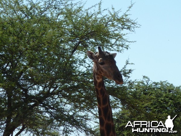 30 Year Old Giraffe Bull Namibia