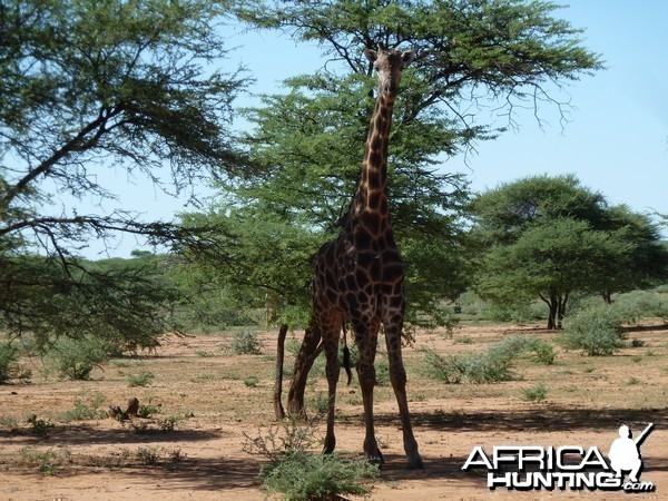 30 Year Old Giraffe Bull Namibia