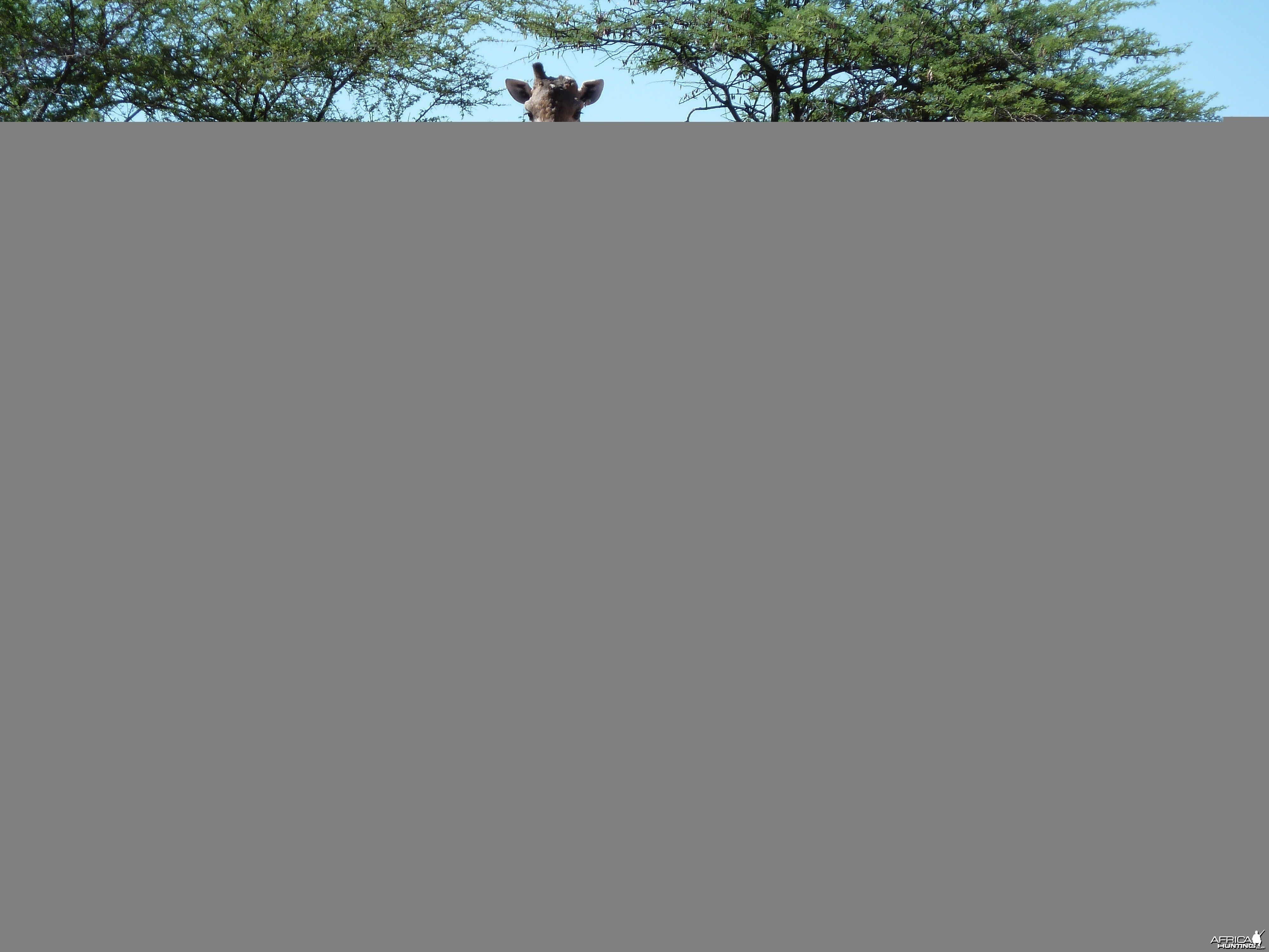 30 Year Old Giraffe Bull Namibia