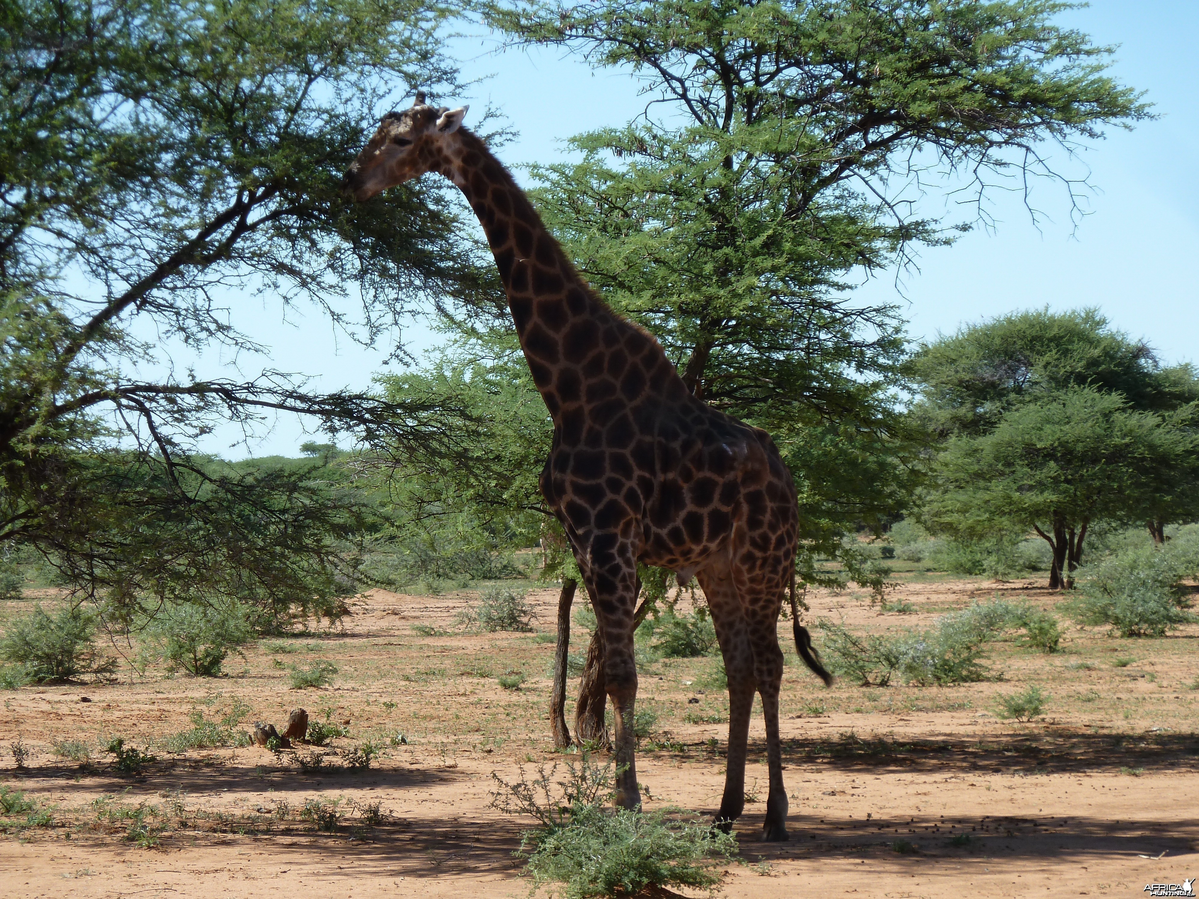 30 Year Old Giraffe Bull Namibia