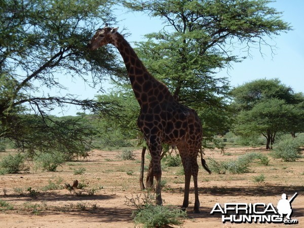 30 Year Old Giraffe Bull Namibia