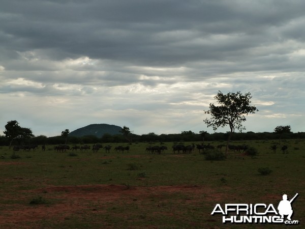 Blue Wildebeest Namibia