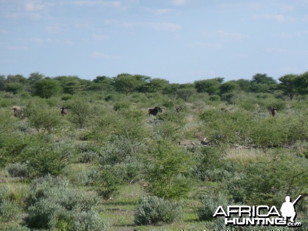 Black Wildebeest Namibia