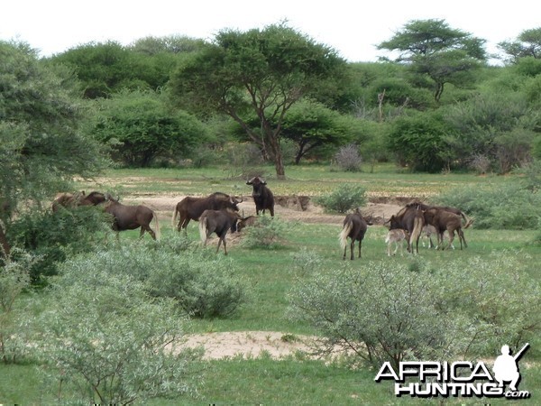 Black Wildebeest Namibia