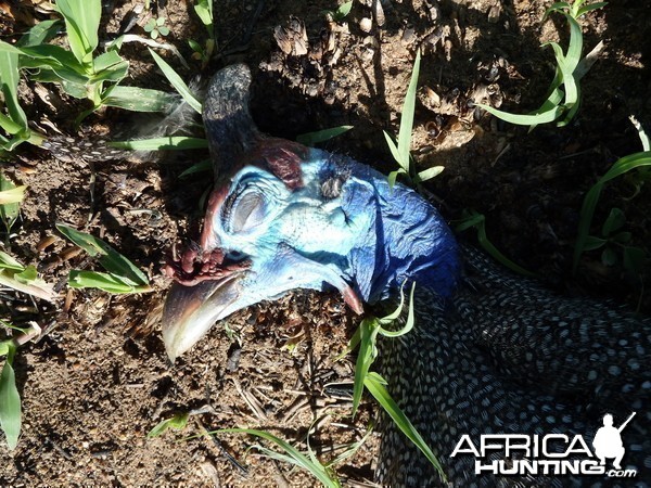 Hunting Guineafowl Namibia