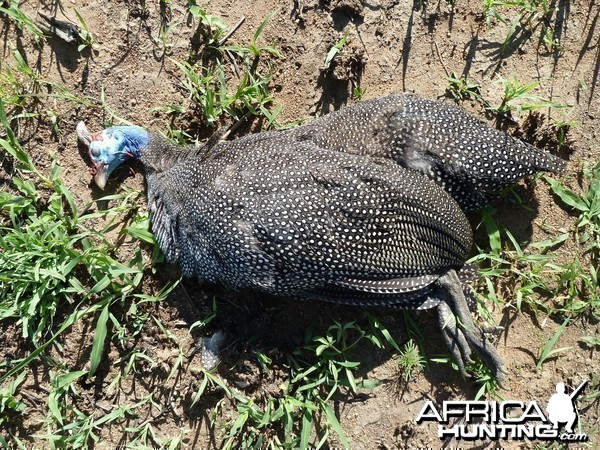 Hunting Guineafowl Namibia