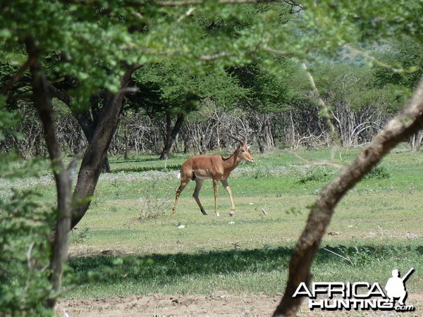 Impala Namibia