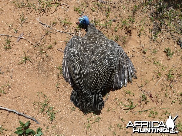 Hunting Guineafowl Namibia