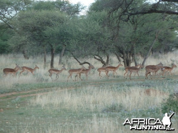 Impala Namibia