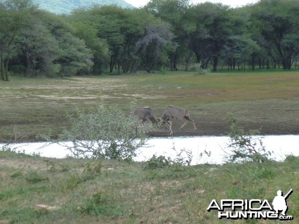 Kudu Bulls Fighting Namibia