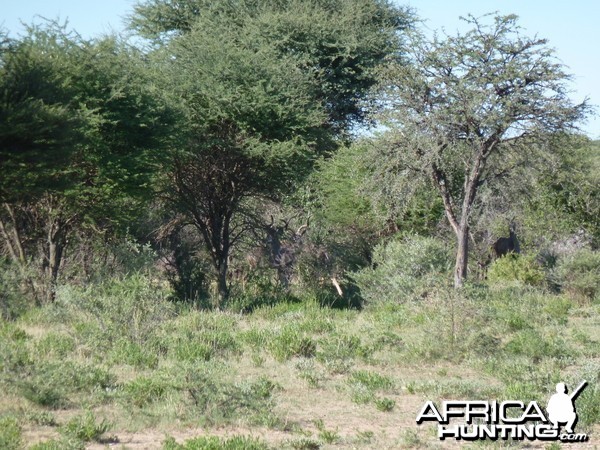 Kudu Namibia