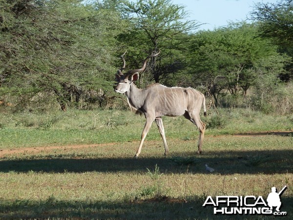 Kudu Namibia