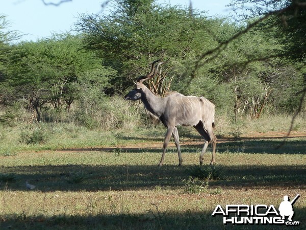 Kudu Namibia