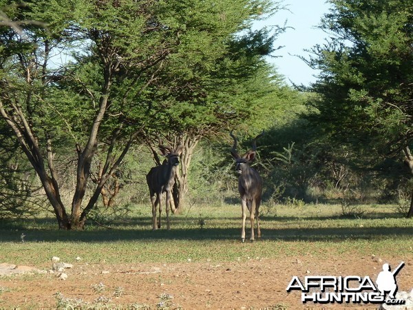 Kudu Namibia