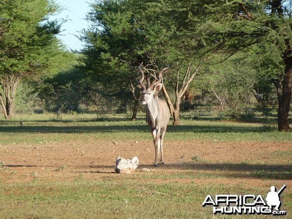 Kudu Namibia