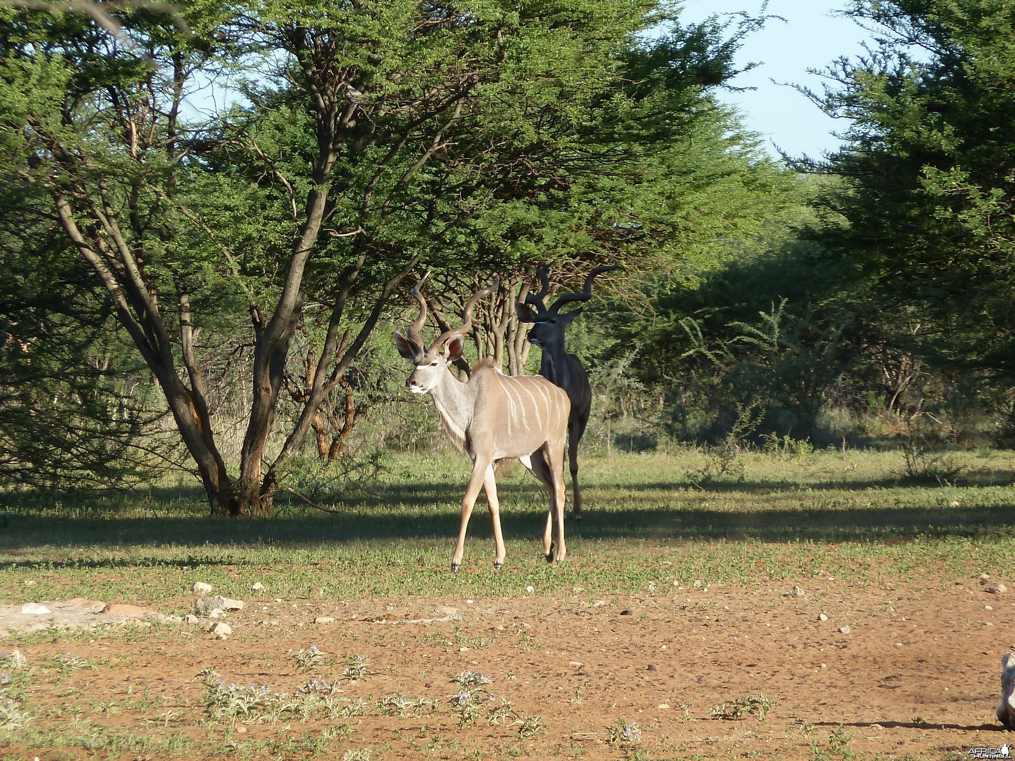 Kudu Namibia