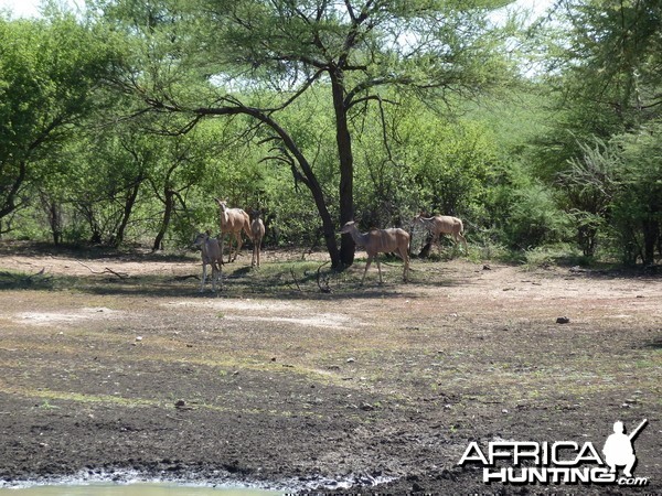 Kudu Namibia