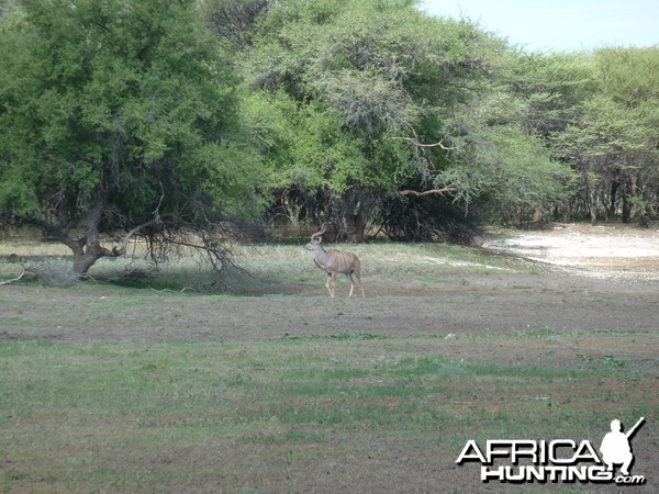 Kudu Namibia