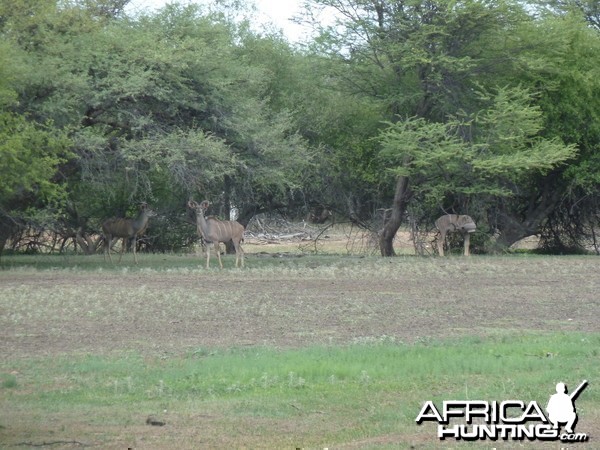 Kudu Namibia