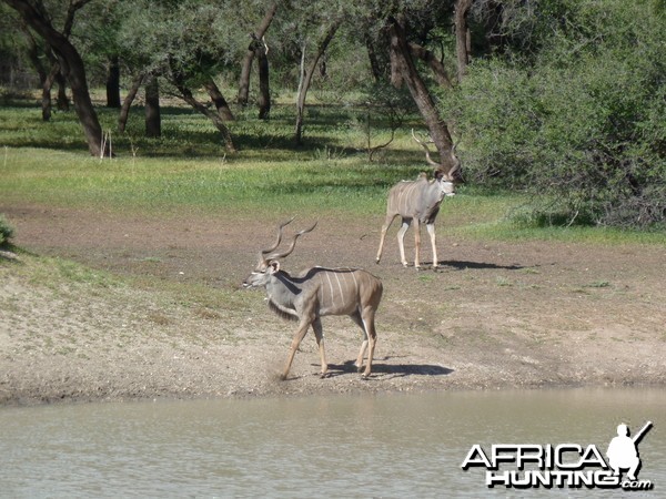 Kudu Namibia