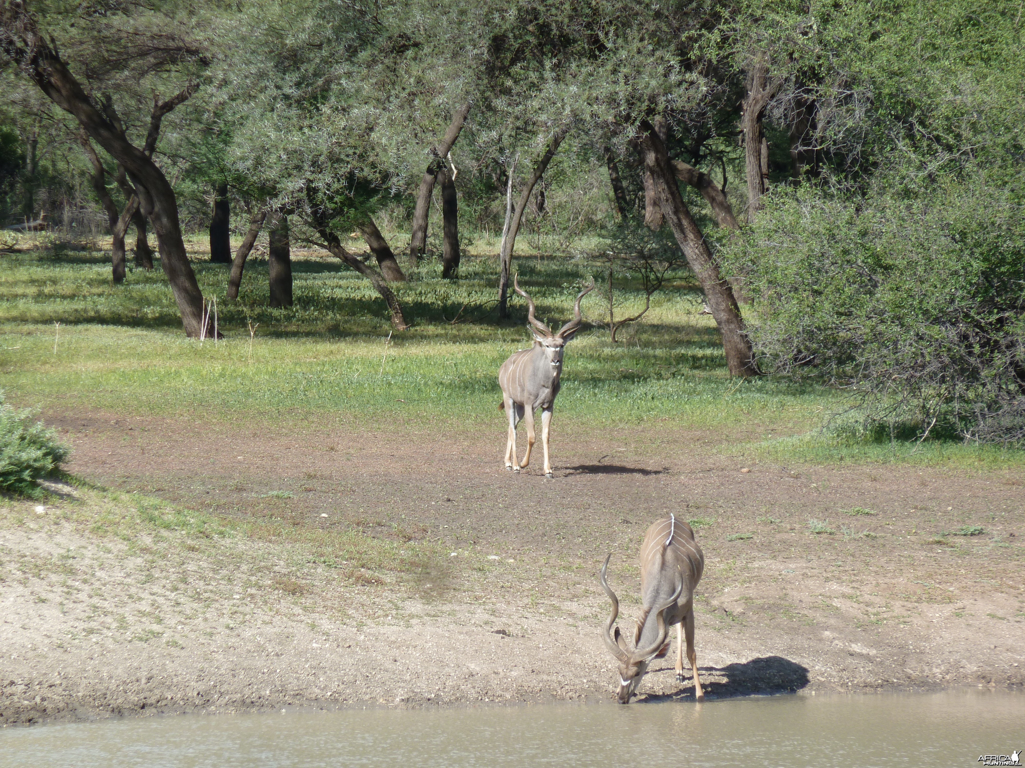 Kudu Namibia