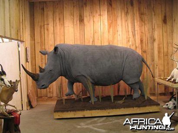 Rhino mounted by Black Creek Taxidermy