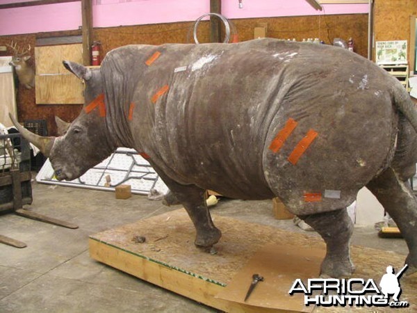 Rhino mounted by Black Creek Taxidermy