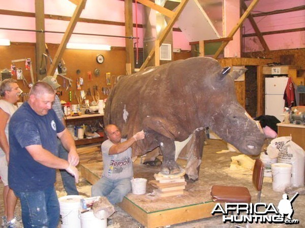 Rhino mounted by Black Creek Taxidermy