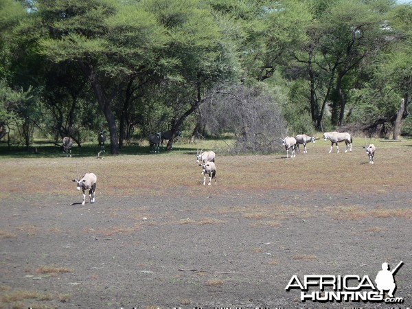 Gemsbok Namibia