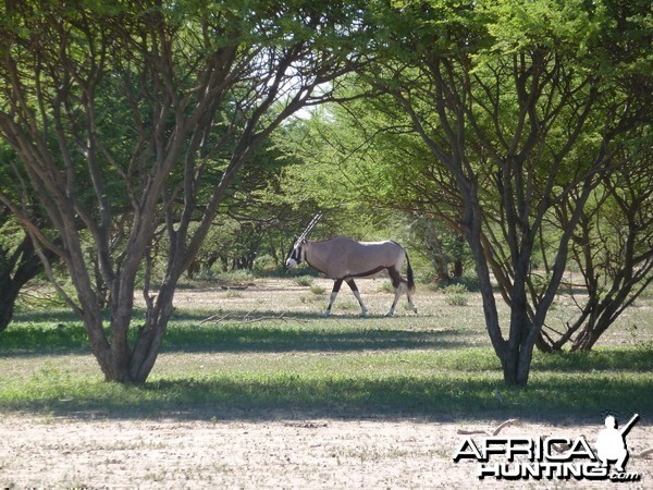 Gemsbok Namibia