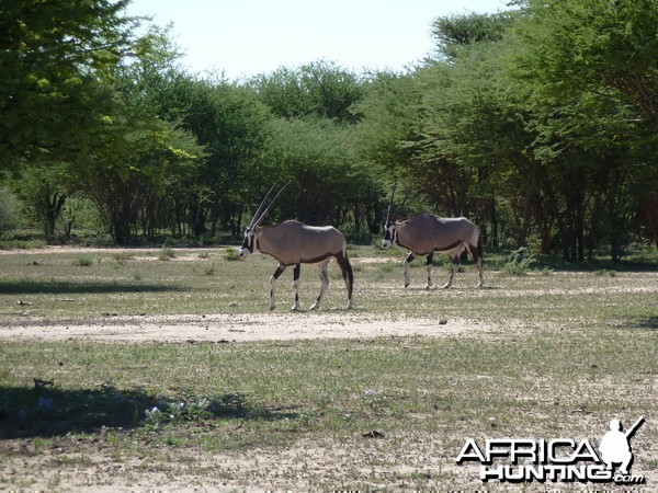 Gemsbok Namibia