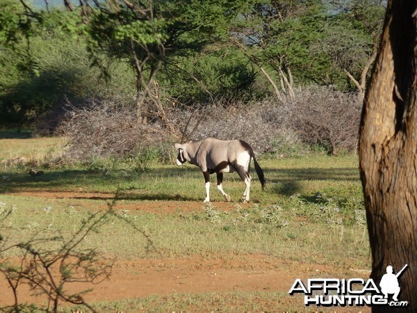 Gemsbok Namibia