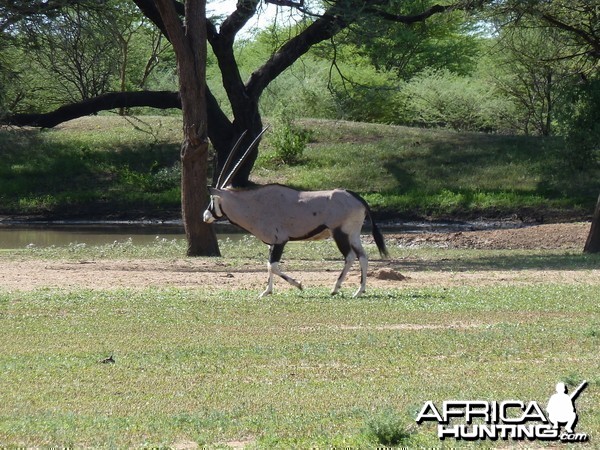 Gemsbok Namibia