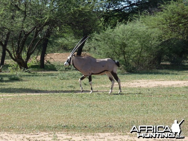 Gemsbok Namibia