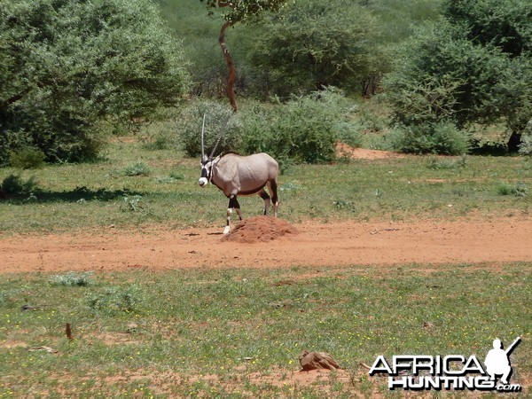 Gemsbok Namibia