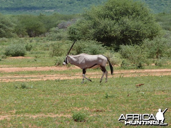 Gemsbok Namibia