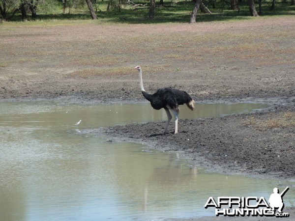 Ostrich Namibia