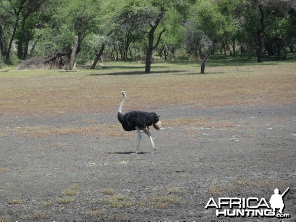 Ostrich Namibia