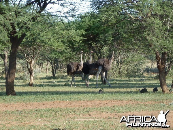 Ostrich Namibia